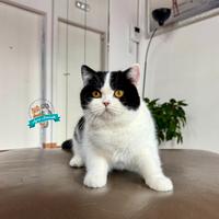 Scottish Fold Straight British Shorthair
