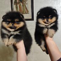 Spitz Pomerania Black&Tan