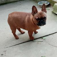 Cucciolo di bulldog francese