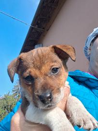 Jack russel cucciola Femmina