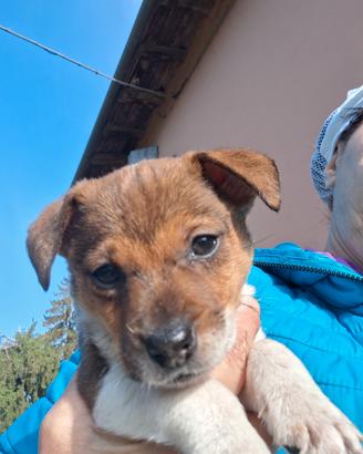 Jack russel cucciola Femmina
