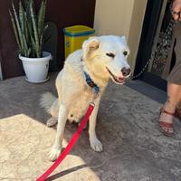 Stella splendida maremmana di 2 anni sterilizzata