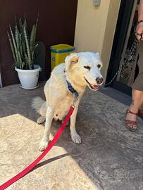 Stella splendida maremmana di 2 anni sterilizzata