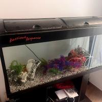 Acquario