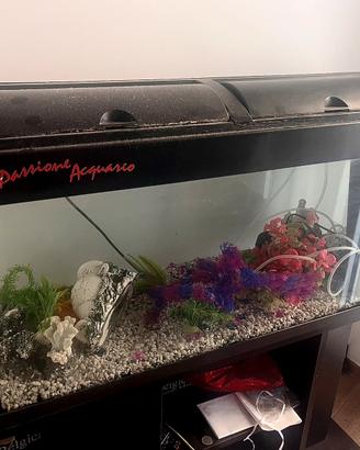 Acquario