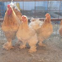 Tris Brahma Lemon Pyle