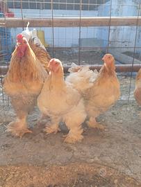 Tris Brahma Lemon Pyle