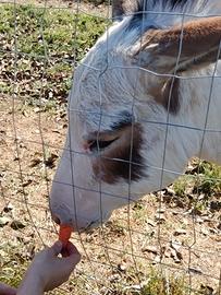 Asino di quasi tre anni