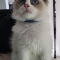 Cuccioli ragdoll con pedigree