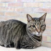 Ettore gatto 2 anni