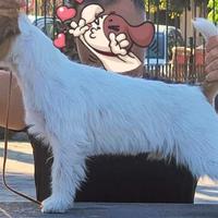 Jack Russell per accoppiamento