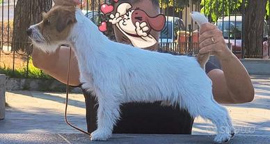 Jack Russell per accoppiamento