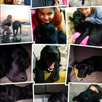 Labrador maschio per monta