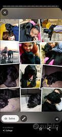 Labrador maschio per monta
