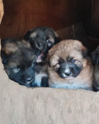 Cuccioli di maremmano