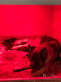 Cuccioli di Pastore Tedesco