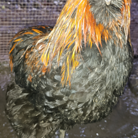 Gallo Oliver Egger 7 mesi