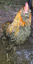 Gallo Oliver Egger 7 mesi