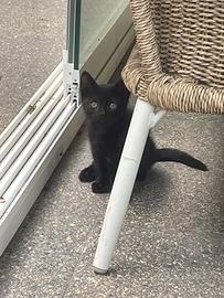 Gattina