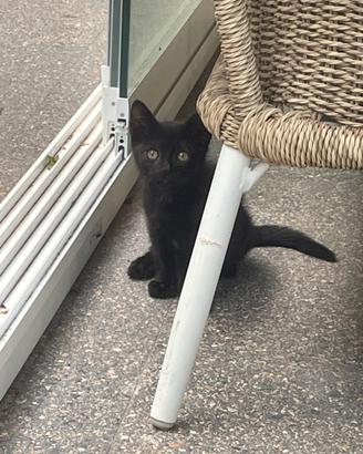 Gattina