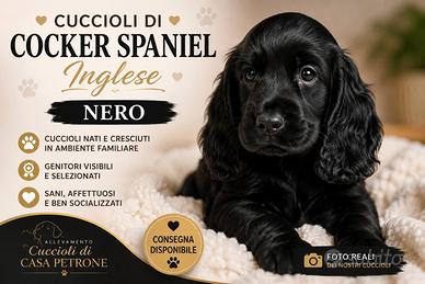 Cocker Spaniel inglese Colore Nero