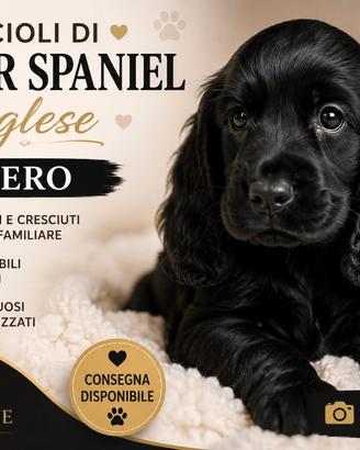 Cocker Spaniel inglese Colore Nero