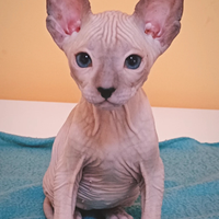 Don sphynx con occhi azzurri