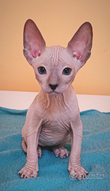 Don sphynx con occhi azzurri