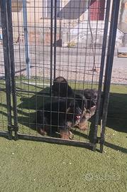 Disponibili cuccioli di Pastore Tedesco a Pelo Lun