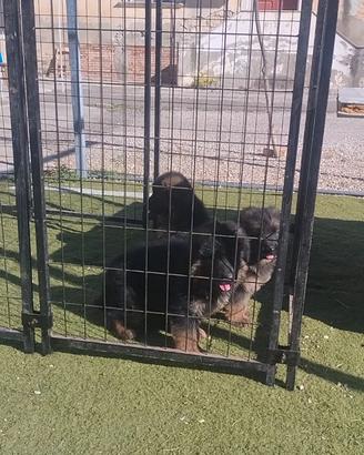Disponibili cuccioli di Pastore Tedesco a Pelo Lun