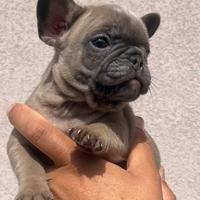 Bulldog francese blu