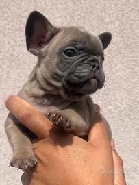 Bulldog francese blu