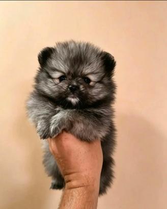 Ultima femminuccia volpino di Pomerania pedigree