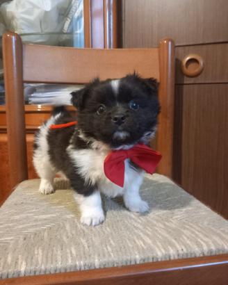 Cucciolo di taglia piccola a pelo folto