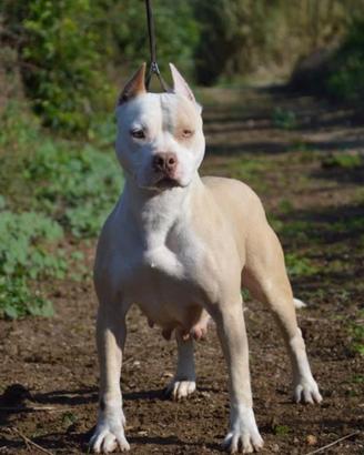 Pitbull