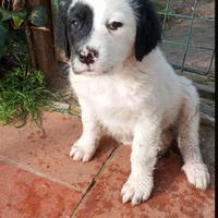 Cuccioli taglia media