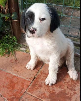 Cuccioli taglia media