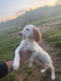 Cuccioli Setter inglese