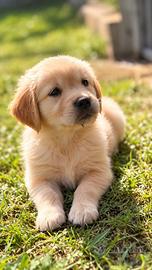 Golden retriver