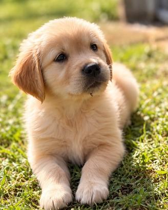 Golden retriver