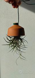 Tillandsie sospese con campana in terracotta