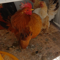 Trio di galline serama originale anellate