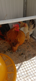 Trio di galline serama originale anellate
