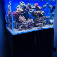 Acquario Marino 160 litri