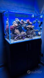 Acquario Marino 160 litri