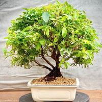 Bonsai Mirtillo Americano