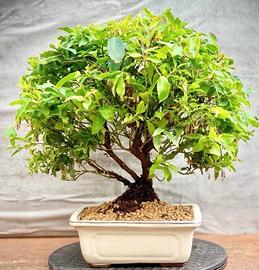 Bonsai Mirtillo Americano
