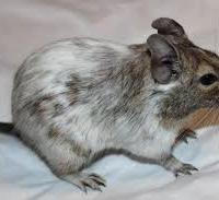 Degu del cile