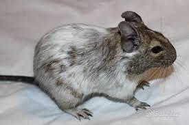 Degu del cile