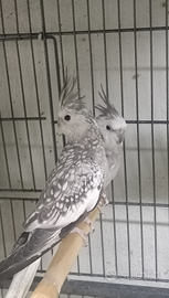 Calopsite faccia bianca coppie